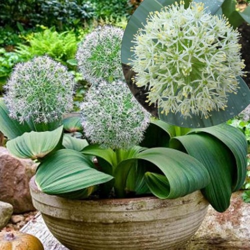 Allium karataviense - Karatau lauk P9/0,55L
